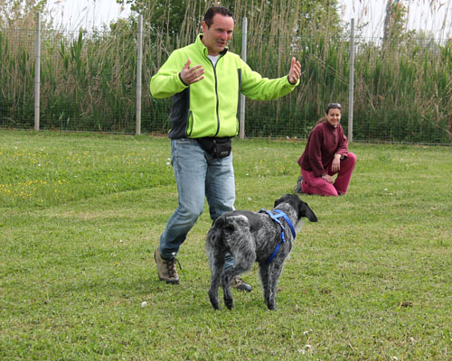 topdog8